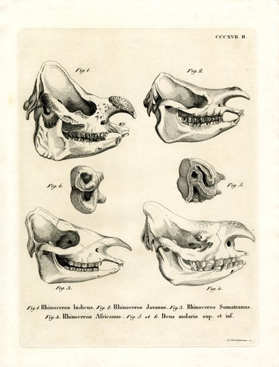 Rhino Skulls (barevné rytí) od German School