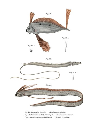 Ribbon Fish (barva litho) od German School