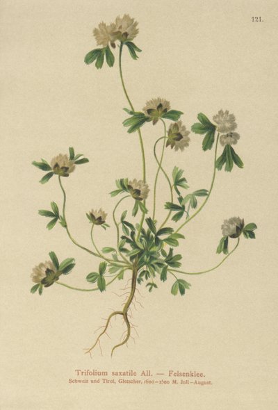 jetel skalní (Trifolium saxatile) od German School