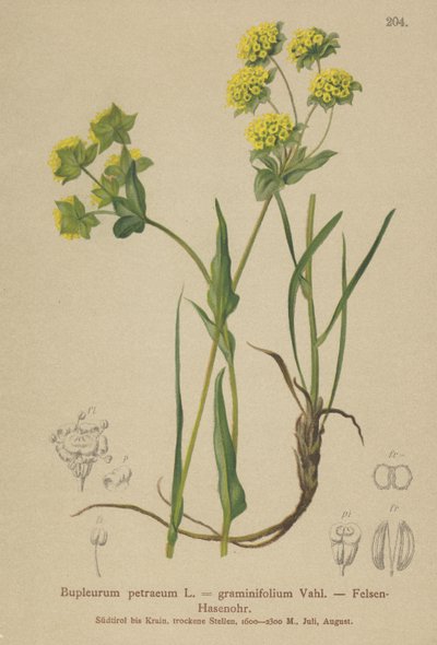 Ucho zajíce skalního (Bupleurum petraeum, Bupleurum graminifolium) od German School