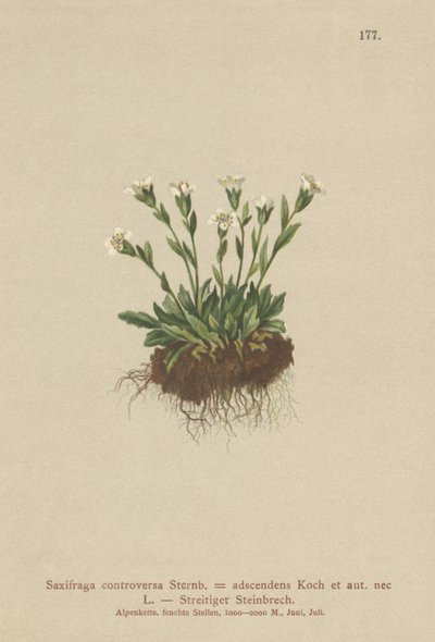 Lomikámen skalní (Saxifraga controversa, Saxifraga adscendens) od German School
