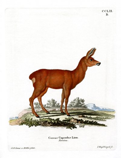 Roe Deer (barevné rytí) od German School