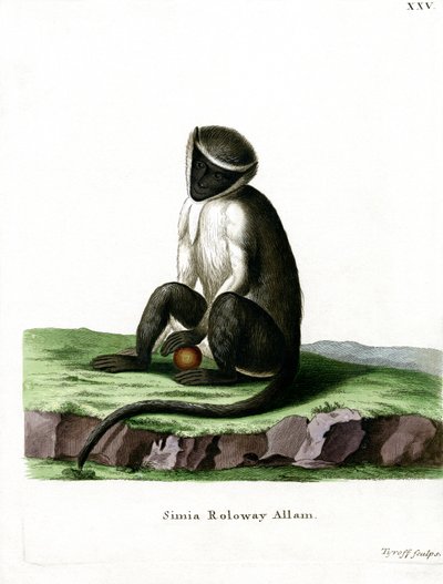 Roloway Guenon (barevná rytina) od German School