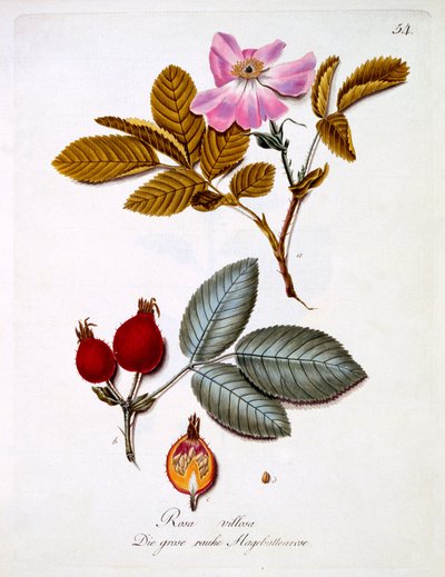 Rosa villosa, ilustrace z knihy německých divokých květin od Johanna Daniela von Reittera, vydaná kolem roku 1803-5 od German School