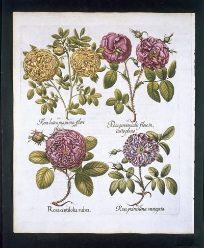 Růže, talíř 95 z hospody Hortus Eystettensisby Basil Besler (1561-1629). 1613 (ručně kolorovaná rytina) od German School