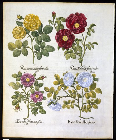 Růže, deska 96 z Hortus Eystettemsis od Basila Beslera (1561-1629), hospoda v roce 1613 (ručně kolorovaná rytina) od German School