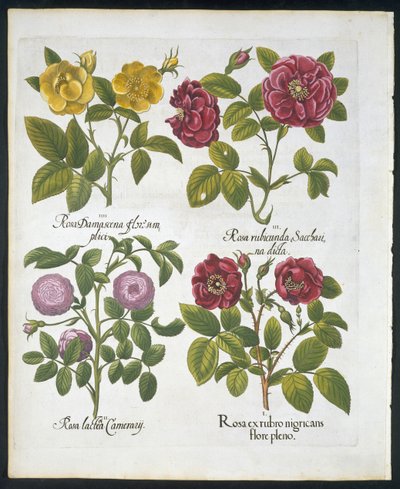 Růže, deska 96 z Hortus Eystettensis od Basila Beslera (1561-1629) hospoda 1613 (ručně kolorovaná rytina) od German School