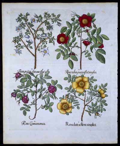 Růže, talíř 98 z hospody Hortus Eystettensisby Basil Besler (1561-1629). 1613 (ručně kolorovaná rytina) od German School