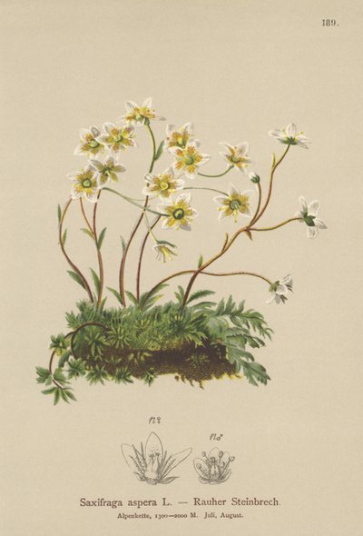 Lomikámen hrubý (Saxifraga aspera) od German School