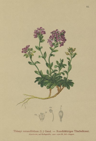Pérák okrouhlolistý (Thlaspi rotundifolium, Noccaea rotundifolia, Thlaspi cepaeifolium subsp. rotundifolium) od German School