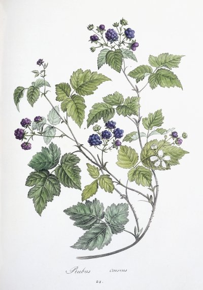 Rubus caesius, 1811-1818 od German School