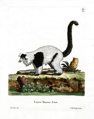 Ruffed Lemur (barevná rytina) od German School