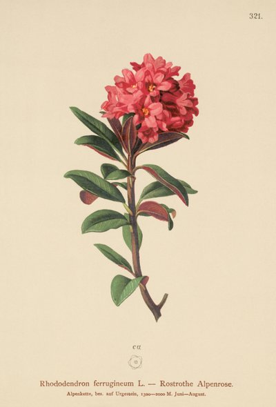 Alpenrose rezavolistá (Rhododendron ferrugineum) od German School