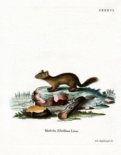 Sable (barevné rytí) od German School
