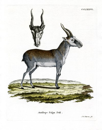 Saiga (barevná rytina) od German School
