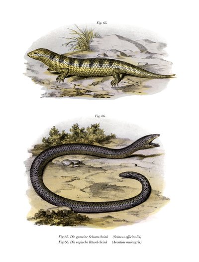 Sandfish Skink (barva litho) od German School