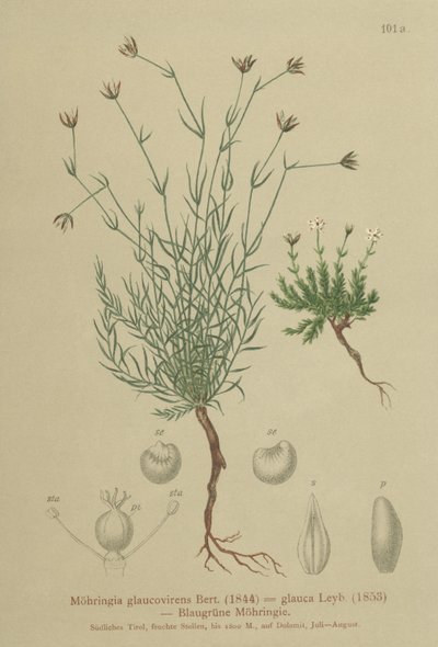 Sandwort (Moehringia glaucovirens, Möhringia glaucovirens, Möhringia glauca, Moehringia glauca, Arenaria glaucovirens) od German School