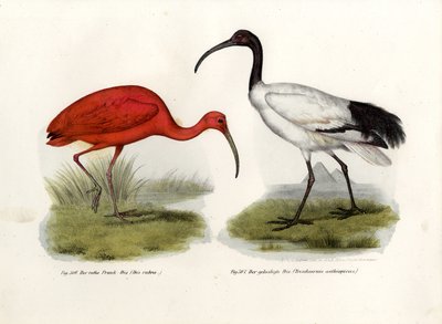 Ibis šarlatový, 1864 od German School