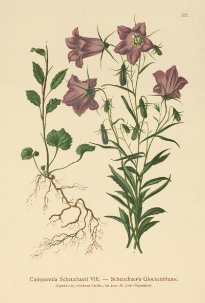 Scheuchzers Bellflower (Campanula Scheuzeri) od German School