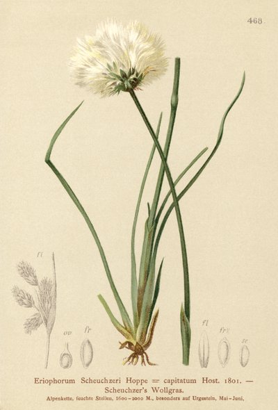 Scheuchzerova bavlníková tráva (Eriophorum Scheuchzeri, Eriophorum capitatum) od German School