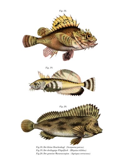 Scorpion Fish od German School
