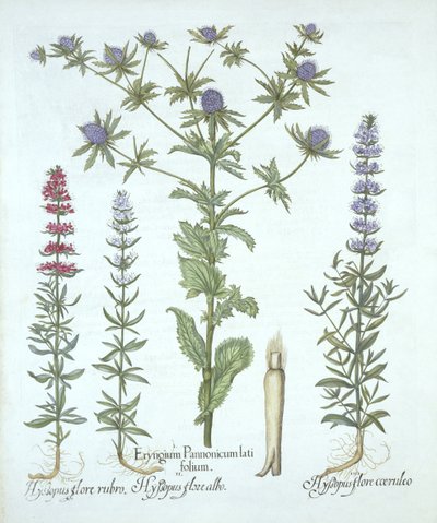 Cesmína mořská a tři druhy yzopu, od Hortus Eystettensis, Basil Besler (1561-1629), hospoda. 1613 (ručně kolorovaná rytina) od German School