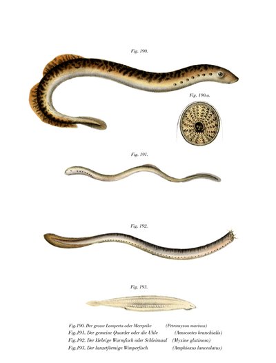 Sea Lamprey (barevné lito) od German School