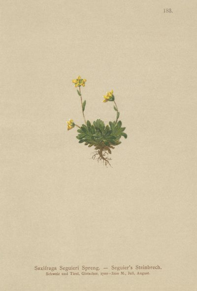 Seguieris Saxifrage (Saxifraga Seguieri) od German School