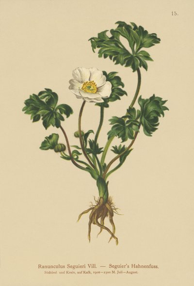 Seguiers Crowfoot (Ranunculus Seguieri) od German School
