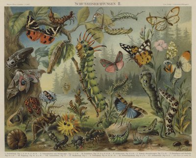 Mechanismy sebeobrany u hmyzu (color litho) od German School