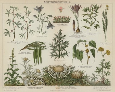 Samoochranné reakce u rostlin (color litho) od German School