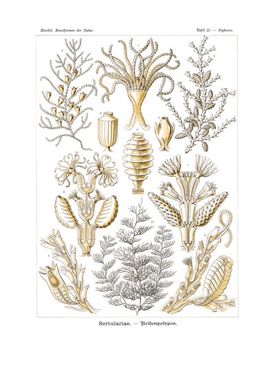 Sertulariae, 1899-1904 od German School