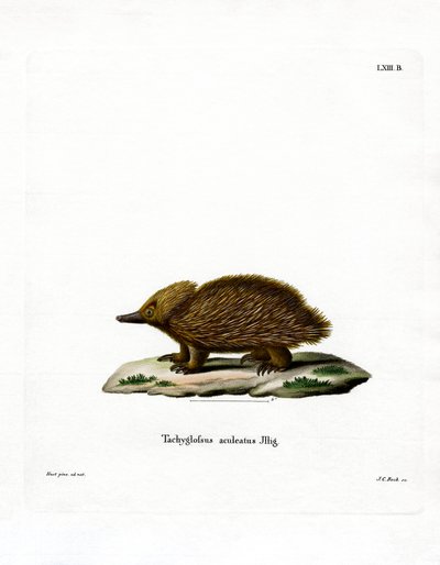 Echidna s krátkým zobákem (barevná rytina) od German School