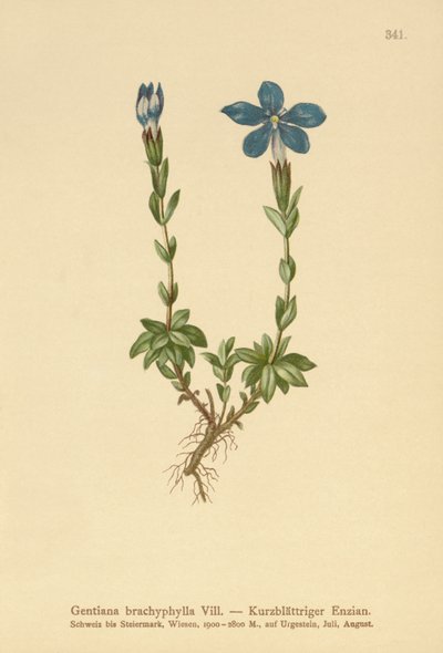 Hořec krátkolistý (Gentiana brachyphylla) od German School