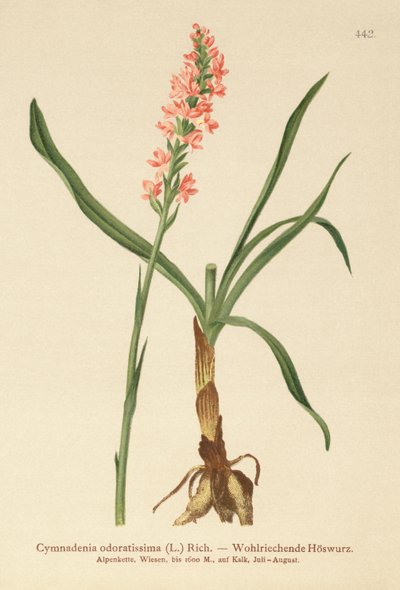 Orchidej vonná (Gymnadenia odoratissima) od German School