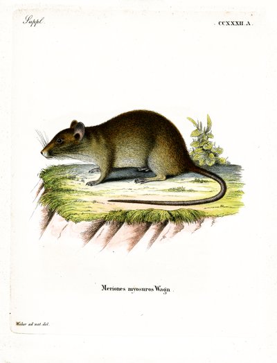 Krysa bandicoot krátkoocasá (barevné rytí) od German School