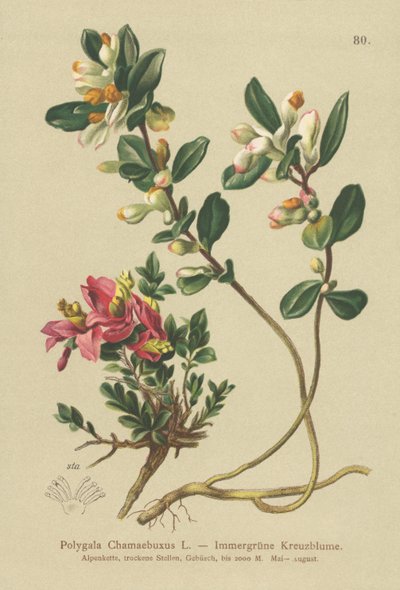 Mléčný keřovitý (Polygala Chamaebuxus) od German School