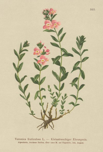 Rozrazil keřovitý (Veronica fruticulosa, Veronica frutescens) od German School