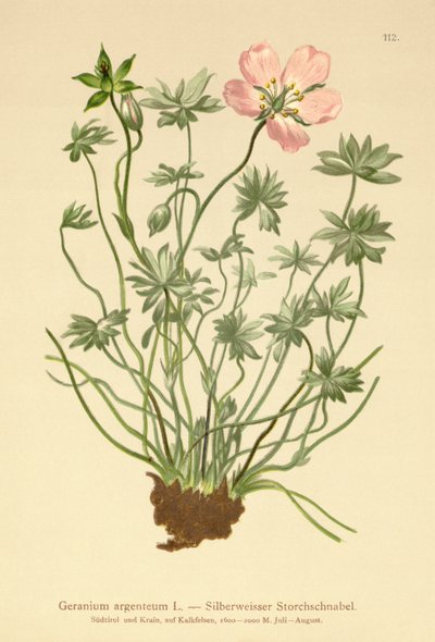 Stříbrný jeřáb Bill (Geranium argenteum) od German School