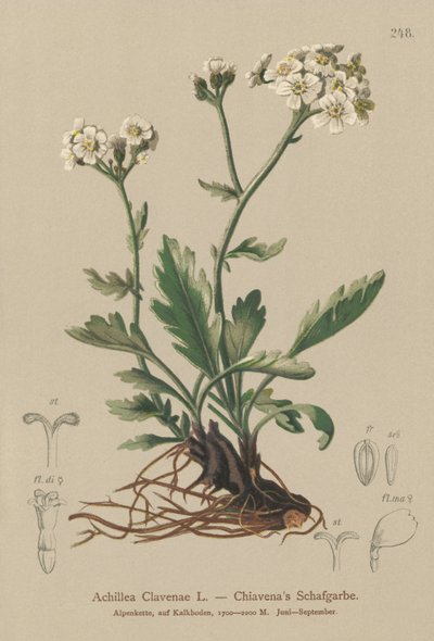 Řebříček stříbřitý (Achillea Clavenae) od German School