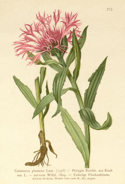 Chňapka jednokvětá (Centaurea plumosa, Centaurea Phrygia, Centaurea nervosa, Centaurea uniflora) od German School