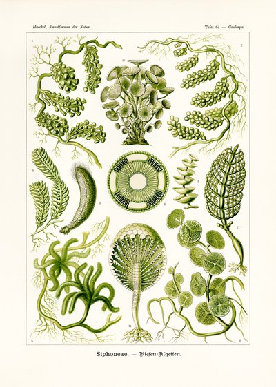 Siphoneae, 1899-1904 od German School