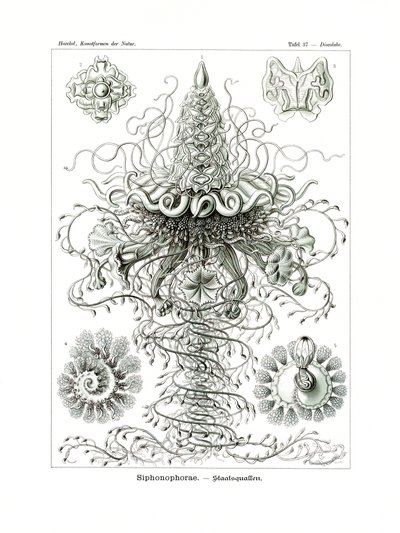 Siphonophorae, 1899-1904 od German School