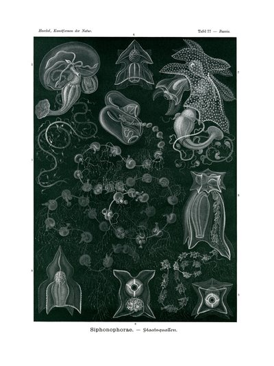 Siphonophorae, 1899-1904 od German School