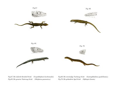 Skink (barva lito) od German School
