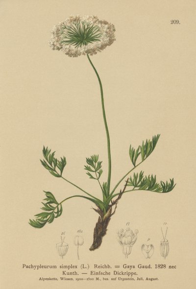 Libeček alpský (Pachypleurum mutellinoides, Pachypleurum simplex, Pachypleurum alpinum, Pachypleurum simplex, Neogaya simplex, Gaya simplex, Ligusticum simplex) od German School