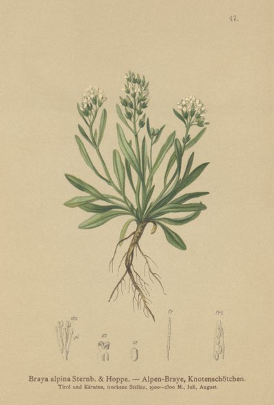 Hladký skalník severní (Braya alpina, Sisymbrium alpinum) od German School