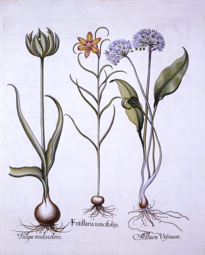 Hadí hlava Fritillary, divoký česnek a tulipán, od Hortus Eystettensis, od Basil Besler (1561-1629), hospoda. 1613 (ručně kolorovaná rytina) od German School