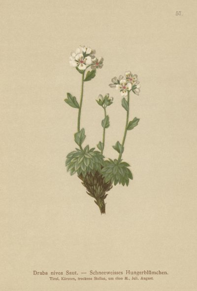 Sněhově bílá osuška (Draba nivea) od German School