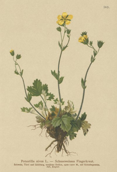 Mochna sněžná (Potentilla nivea) od German School
